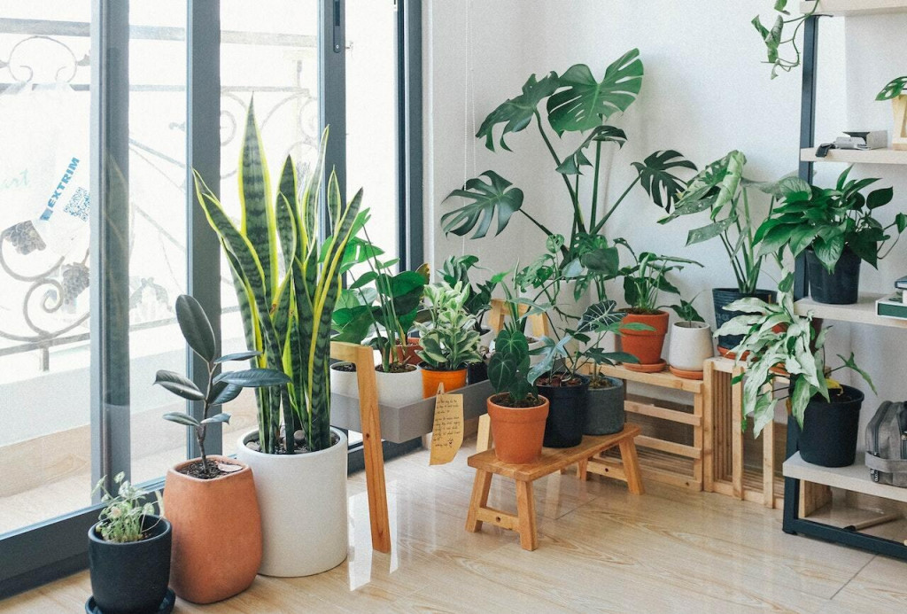 Niektoré izbové rastliny sú viac než len dekorácia.