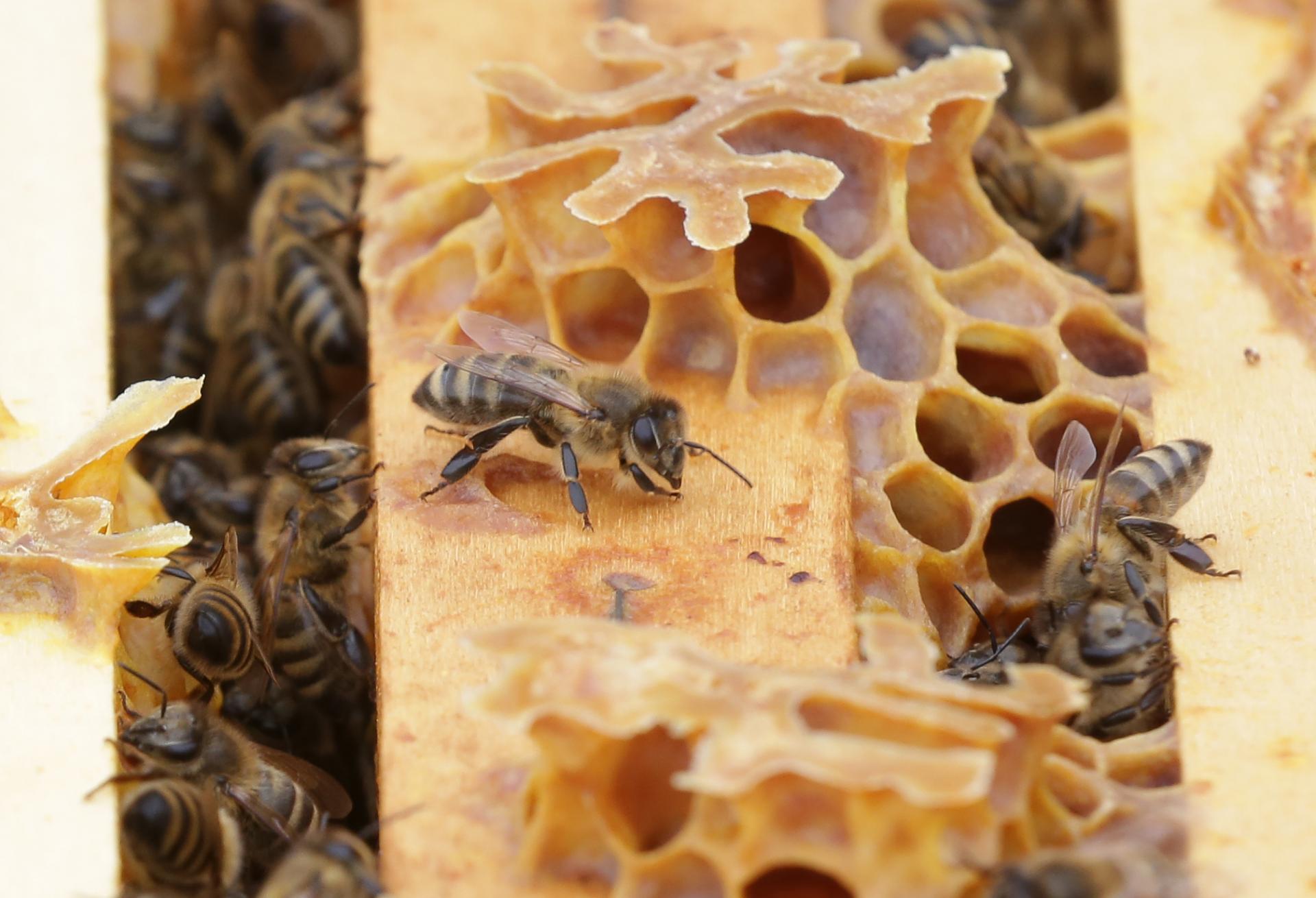 Eurokomisia privítala iniciatívu občanov o záchrane včiel. Klimatická zmena je výzvou pre poľnohospodárstvo