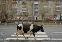 Fotograf n&aacute;m prostredn&iacute;ctvom svojich fotografi&iacute; dovol&iacute; nahliadnuť do Petrohradu