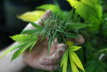 Rastlina marihuany. FOTO: Reuters