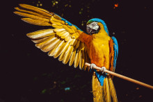 Papagájom, ktoré ľudia chovajú ako domácich miláčikov, často chýba komunikácia, ktorú zažívajú jedinci žijúci v kŕdľoch v prirodzenom prostredí. FOTO: Unsplash/Ilona Frey