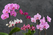 Ak chcete aby vaša orchidea krásne kvitla, musíte zvoliť vhodnú starostlivosť.