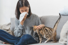 Alergia, mačka SNÍMKA: Shutterstock