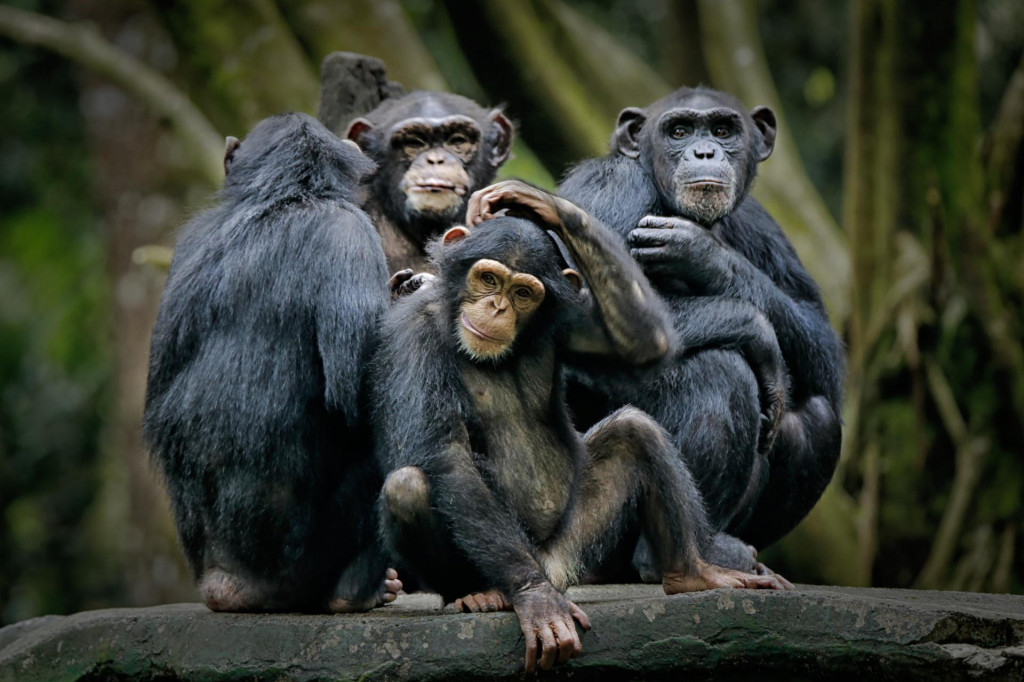 Šimpanz SNÍMKA: Shutterstock