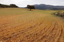 Pšeničné pole. FOTO: Reuters