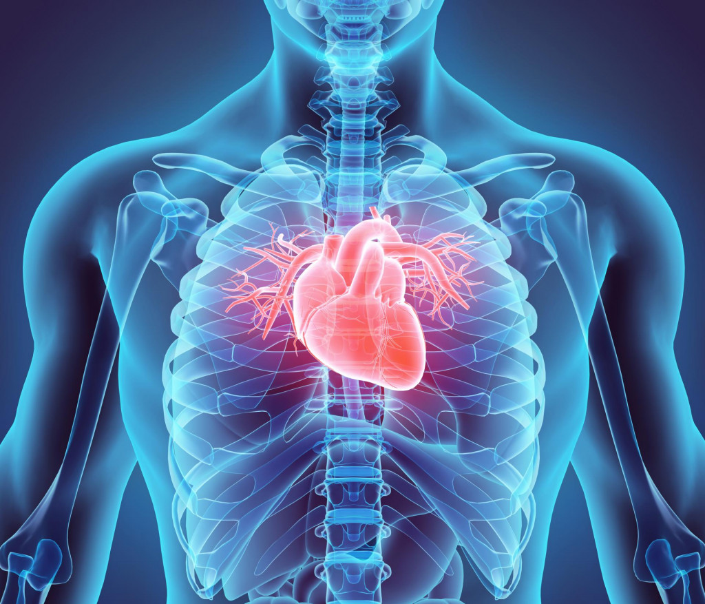 srdce, orgán, 3D ilustrácia srdca, pacient