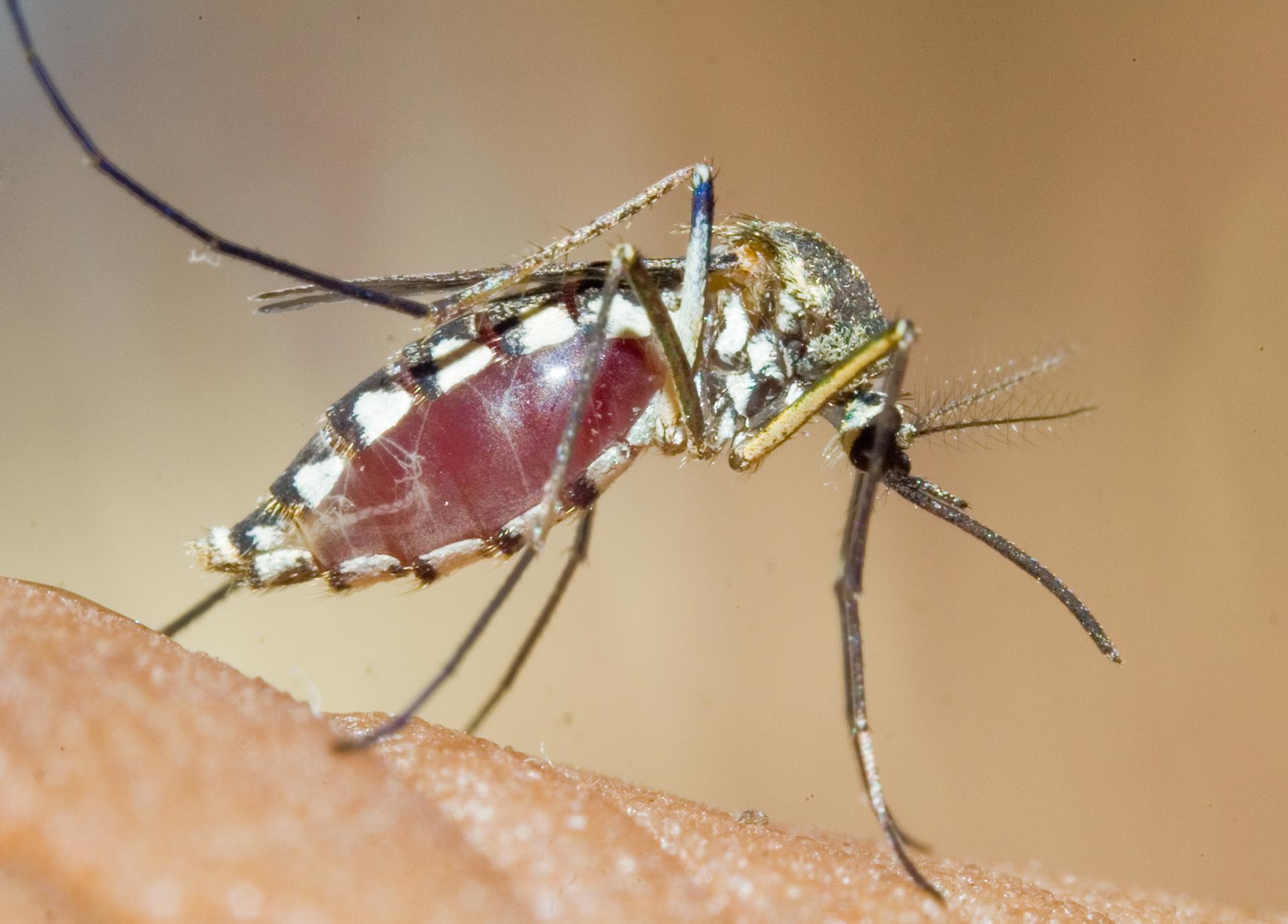 Ako sa vyhnúť komárom? Vedci zistili, že mydlo ich priťahuje, jedna vôňa ich však odpudí