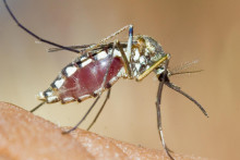 V dôsledku klimatickej zmeny komáre prenášajúce vírusy migrujú do celého sveta. SNÍMKA: Flickr.com/sinu Kumar