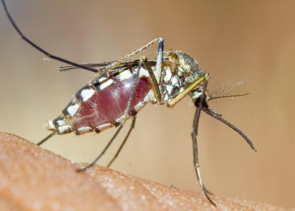 V dôsledku klimatickej zmeny komáre prenášajúce vírusy migrujú do celého sveta. SNÍMKA: Flickr.com/sinu Kumar