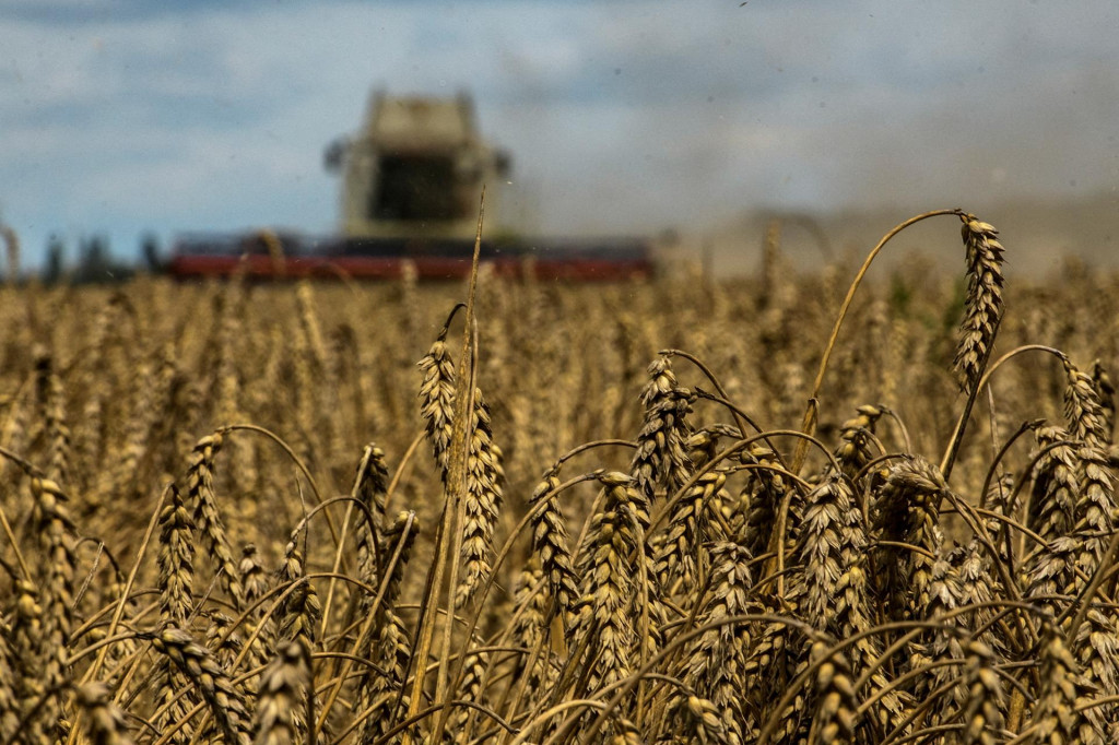 Kombajn zbiera pšenicu na poli. FOTO: Reuters