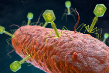 Mikrobiológia, baktéria (Téma) SNÍMKA: Shutterstock