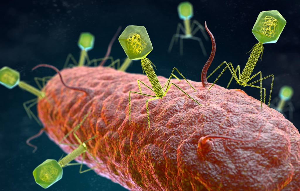 Mikrobiológia, baktéria (Téma) SNÍMKA: Shutterstock