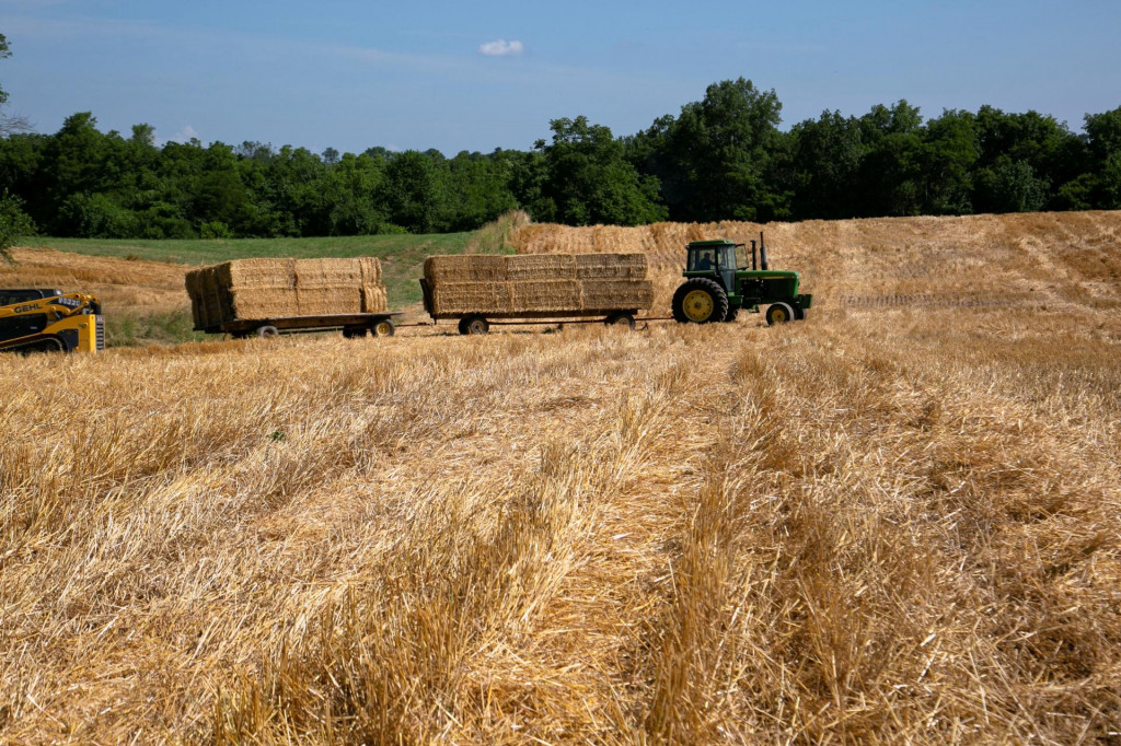 Zber pšenice. FOTO: Reuters