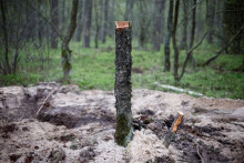 V severopoľskom lese neďaleko mesta Bydgoszcz sa našli pozostatky neidentifikovaného vojenského objektu. FOTO: Reuters