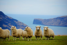 Ovce na Novom Zélande. FOTO: Pixabay