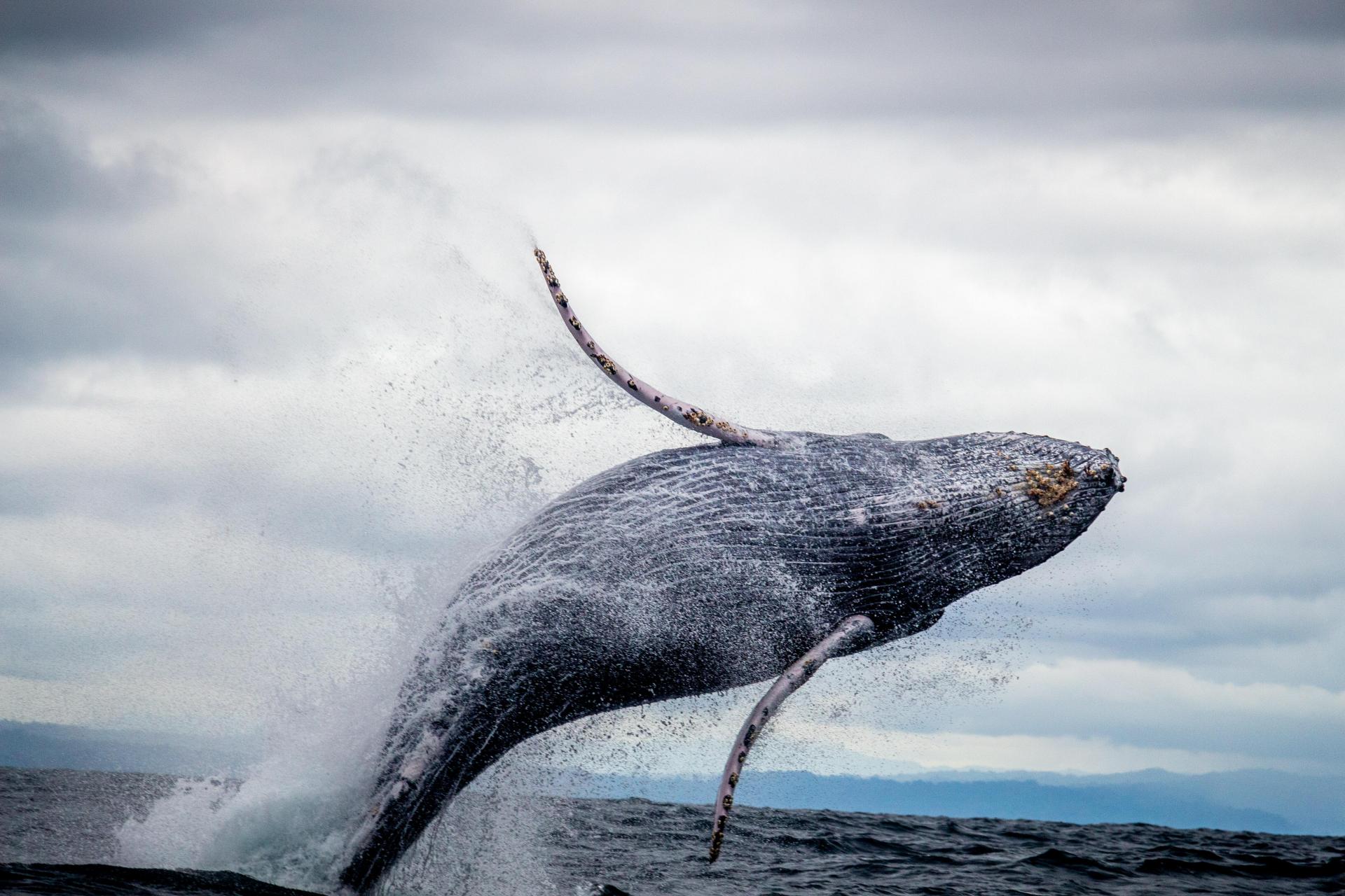 Pri pobreží Švédska sa objavila údajná ruská špionážna veľryba, má na sebe postroj