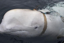 Veľryba pri pobreží Švédska