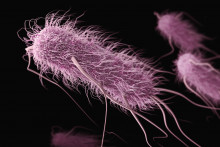 Vedcom sa podarilo modifikovať baktérie tak, aby napádali rakovinové bunky.