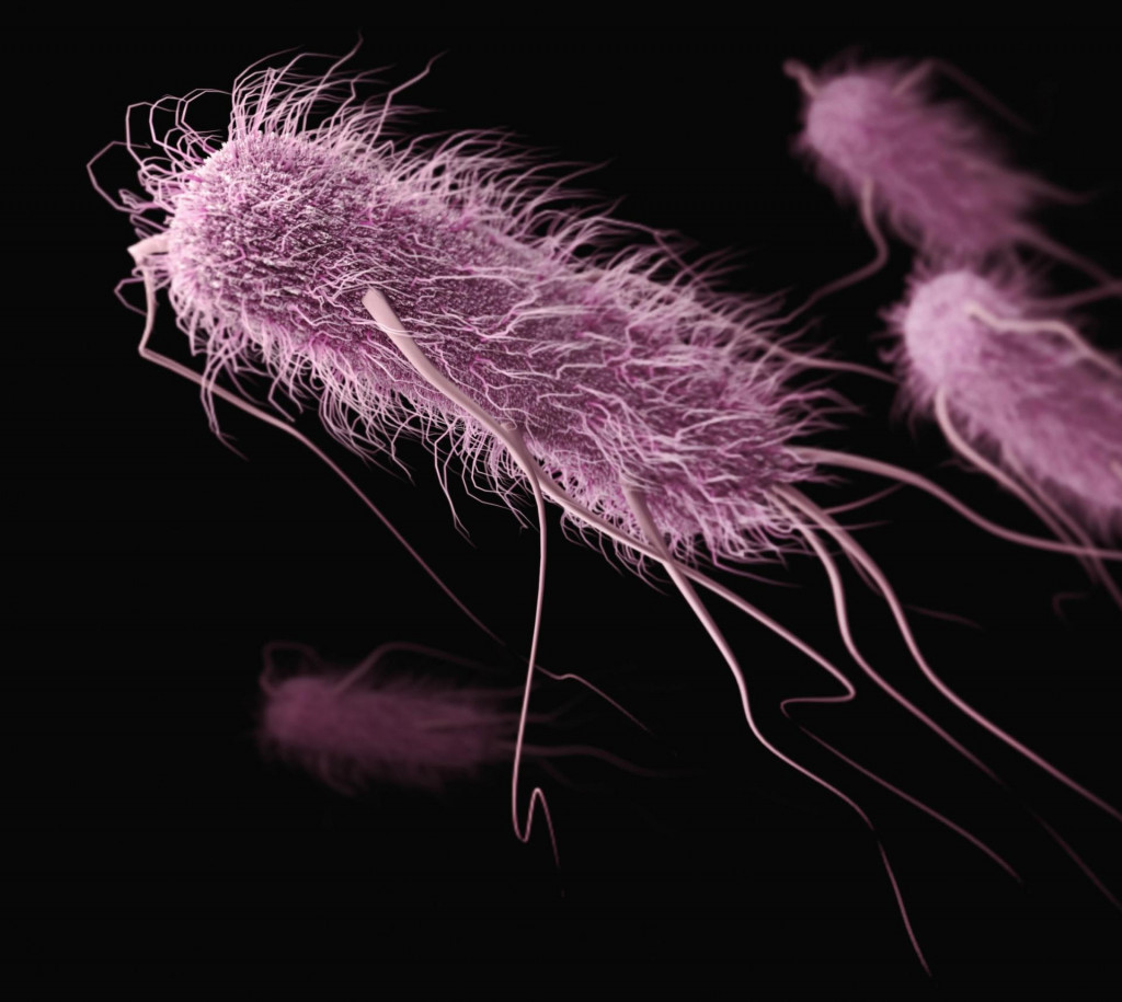 Vedcom sa podarilo modifikovať baktérie tak, aby napádali rakovinové bunky.