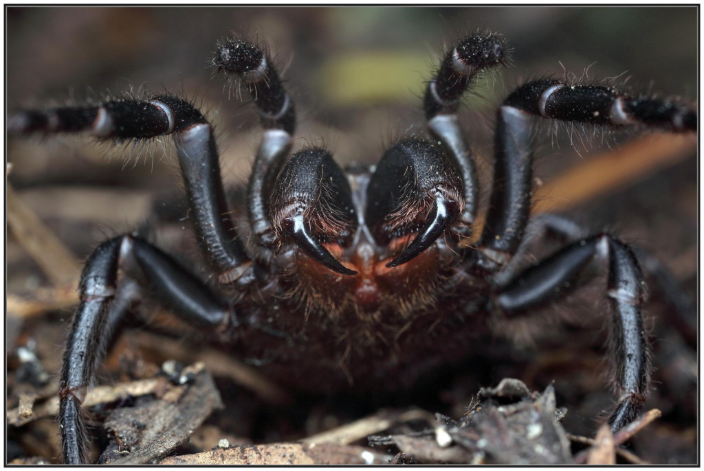 Atrax robustus je jeden z dvoch austrálskych pavúkov, o ktorých je známe, že spôsobili ľuďom smrteľné uhryznutie.