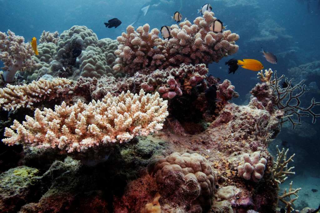 Ryby plávajú nad koralovými kolóniami na Veľkej korálovej bariére pri pobreží Cairns v Austrálii. FOTO: Reuters