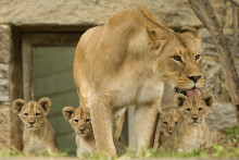 Ilustračná fotografia. Mláďatká afrického leva.

FOTO: TASR/AP