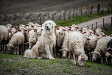 Ovčiarsky pes, salaš (Téma) SNÍMKA: Shutterstock