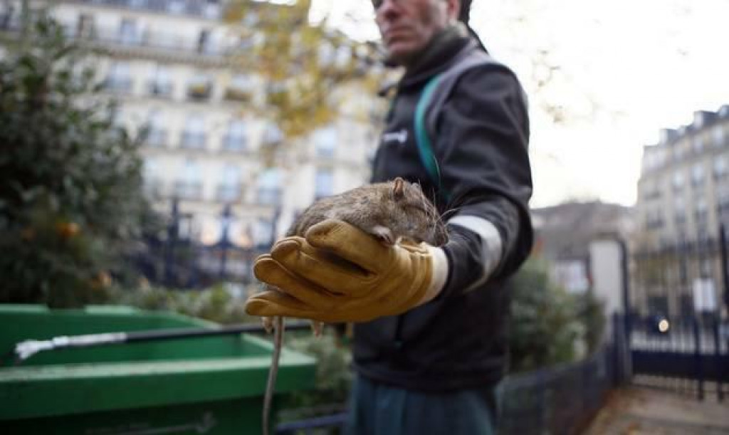 Paríž prehráva boj s potkanmi.