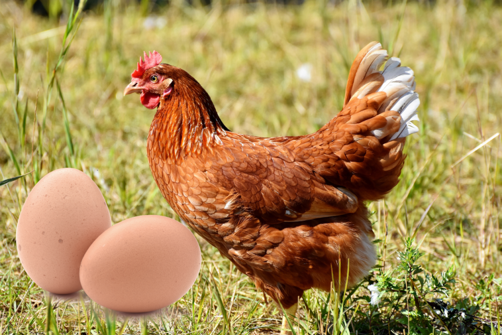 Čo bolo skôr - vajce alebo sliekpa?