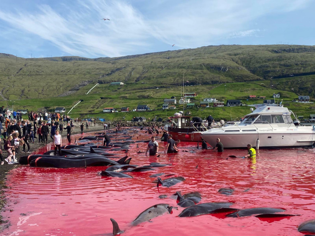 Na Faerských ostrovoch bolo od mája pri love zabitých 500 delfínov.