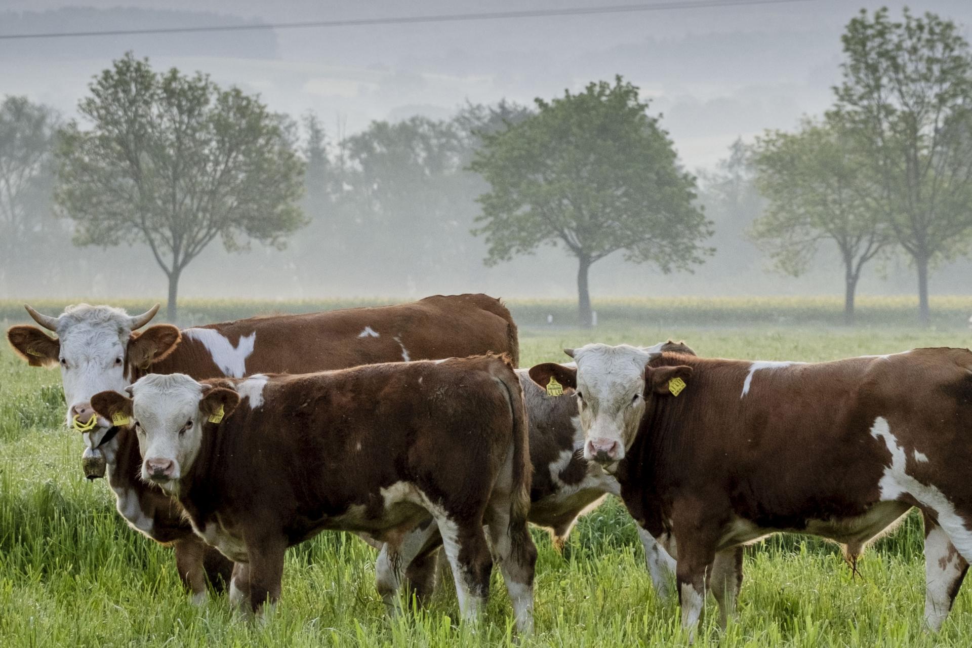 Írsko v rámci ochrany klímy zvažuje utratenie 200-tisíc kusov dobytka