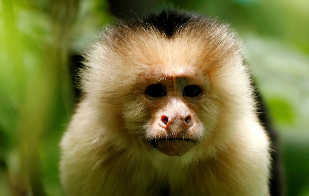Kapucínska opica. FOTO: Reuters
