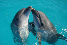 Delfíny. FOTO: Unsplash