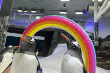 Gej tučniaky zo Sydney sú miláčikmi internetu, ľudí aj škôl