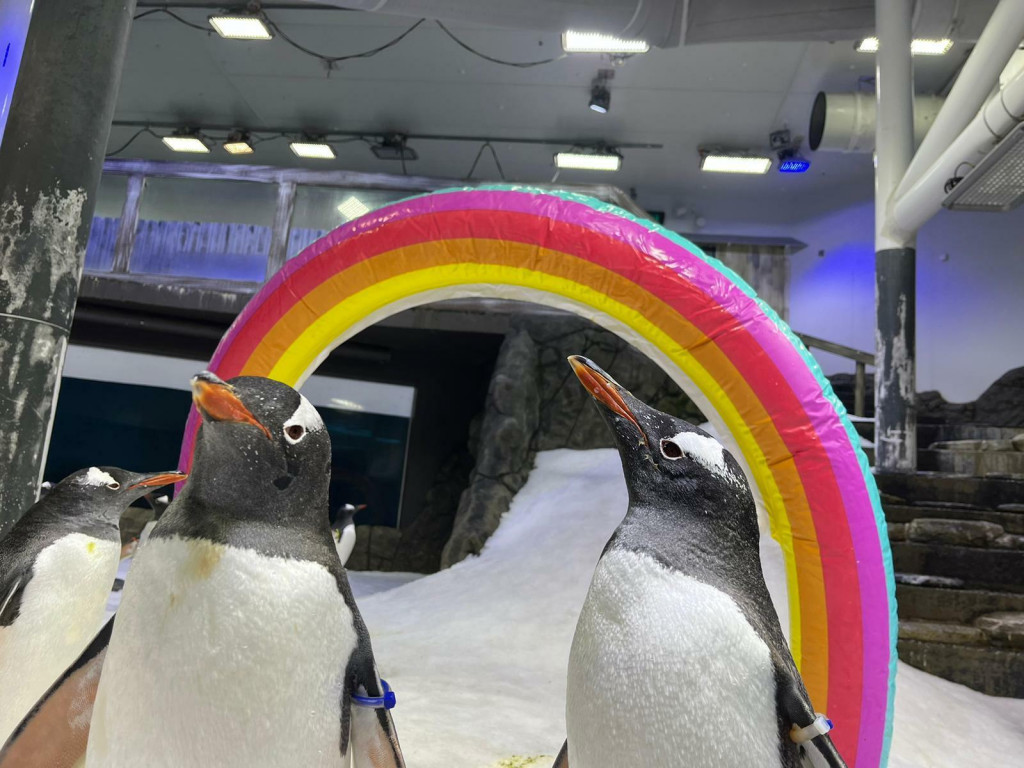 Gej tučniaky zo Sydney sú miláčikmi internetu, ľudí aj škôl