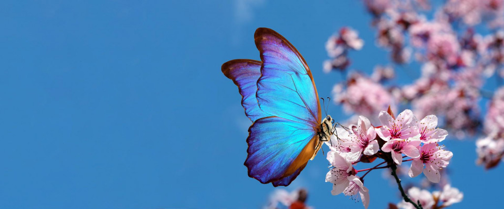 Motýľ, ilustračná fotografia (Téma) SNÍMKA: Shutterstock
