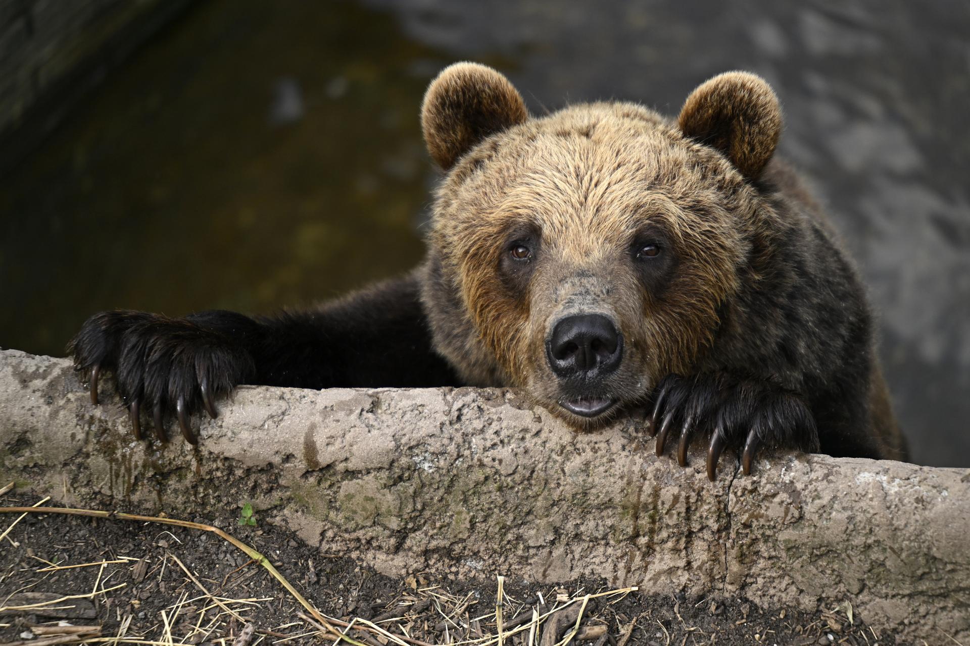 Medveď nerozlišuje les a súkromný salaš. Štát ho chráni všade, vraví právnik

 