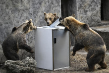 Na snímke medvede hnedé sa snažia otvoriť betónový kryt s kontajnerom na zber plastových fľaš a plechoviek, počas testu odolnosti v Národnej zoologickej záhrade Bojnice.