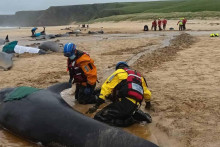Viac ako 50 delfínov dlhoplutvých uviazlo v nedeľu na pláži ostrova Lewis. FOTO: British Divers Marine Life Rescue/Mairi Robertson-Carrey, Christina Mcavoy