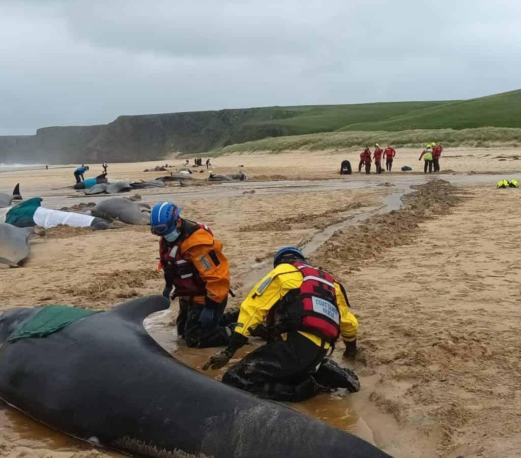 Viac ako 50 delfínov dlhoplutvých uviazlo v nedeľu na pláži ostrova Lewis. FOTO: British Divers Marine Life Rescue/Mairi Robertson-Carrey, Christina Mcavoy