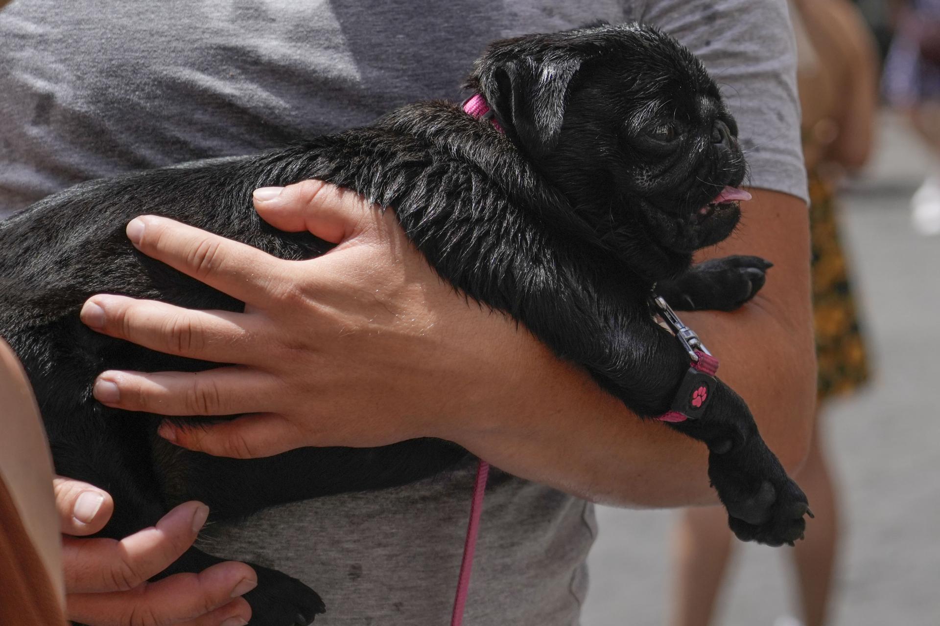 Francúzske mesto začína bojovať proti psím výkalom, majitelia budú musieť nosiť genetický pas