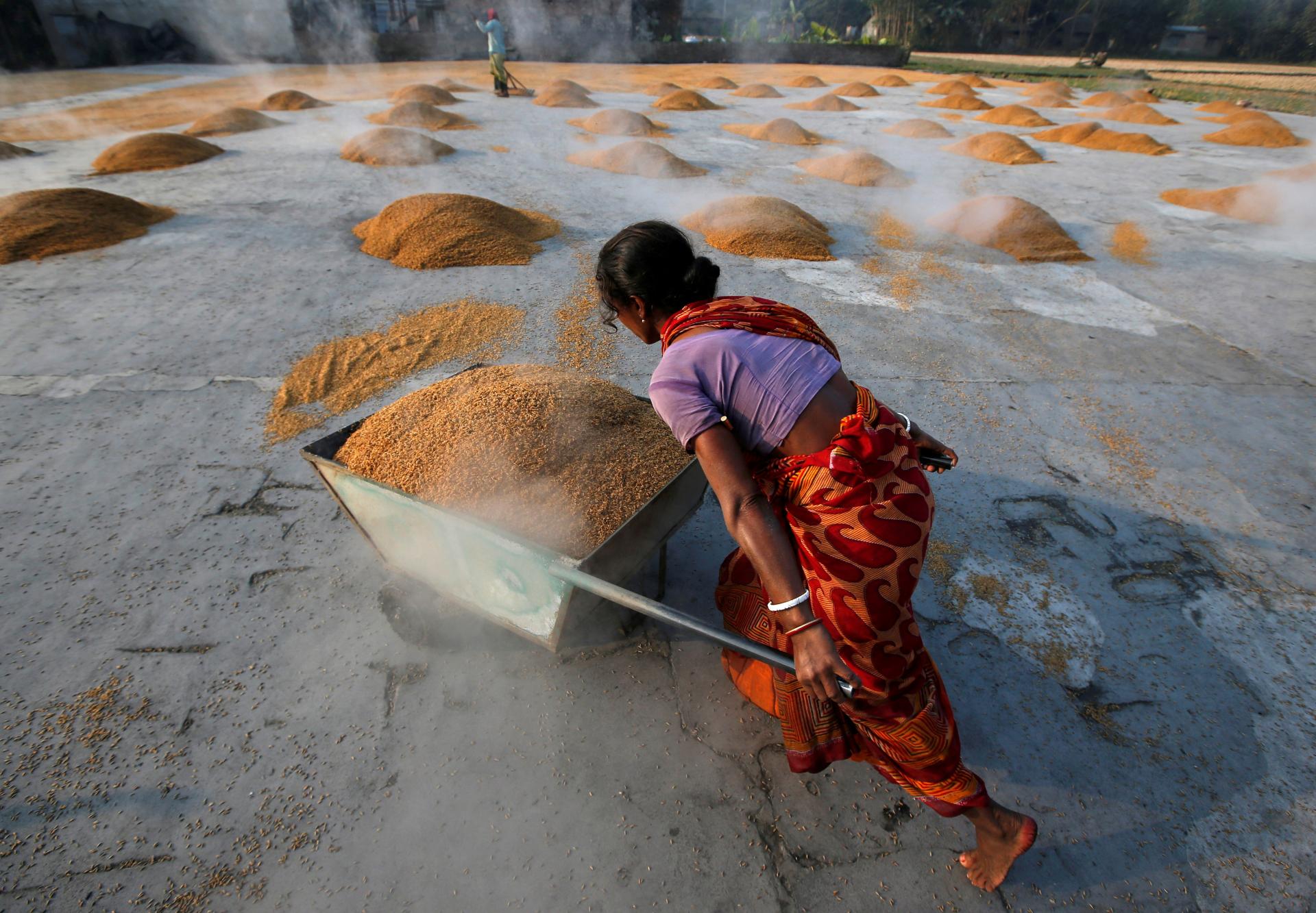 Obchodovanie s ryžou v Ázii ustalo. Po obmedzení vývozu z Indie sa očakáva rast cien
