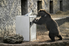 Medveď hnedý sa snaží otvoriť betónový kryt s kontajnerom na zber plastových fľaš a plechoviek, počas testu odolnosti v Národnej zoologickej záhrade Bojnice. FOTO: TASR/Radovan Stoklasa