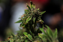 Rastlina marihuany. FOTO: Reuters
