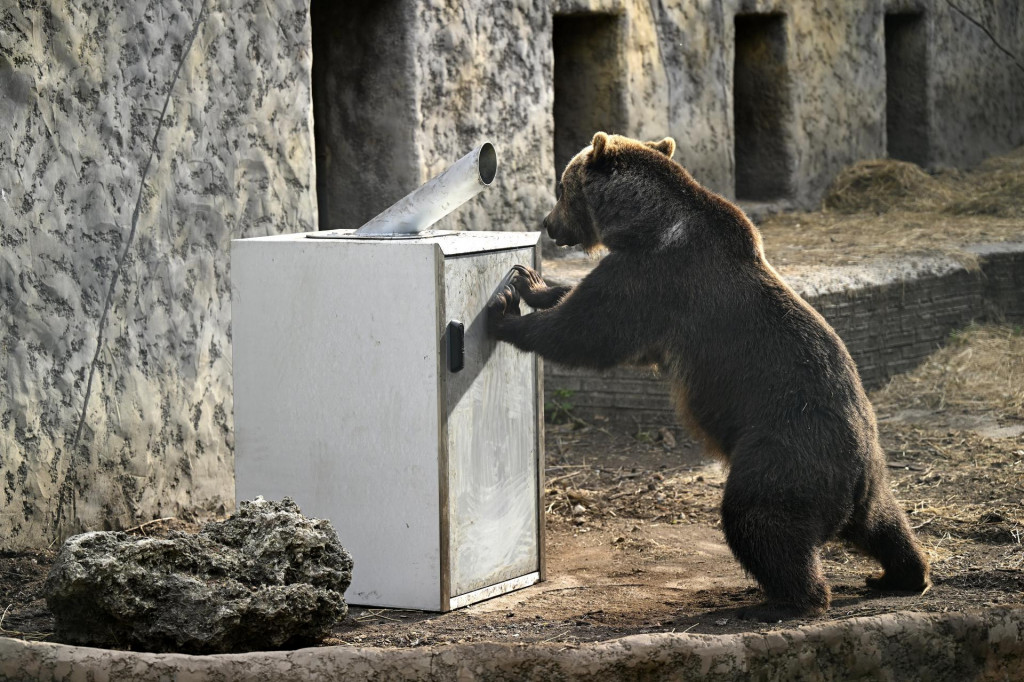 Medveď hnedý sa snaží otvoriť betónový kryt s kontajnerom na zber plastových fľaš a plechoviek, počas testu odolnosti v Národnej zoologickej záhrade Bojnice. FOTO: TASR/Radovan Stoklasa