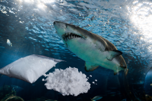 Vedci skúmajú teóriu, či zvláštne správanie žralokov mohol zapríčiniť kokaín.