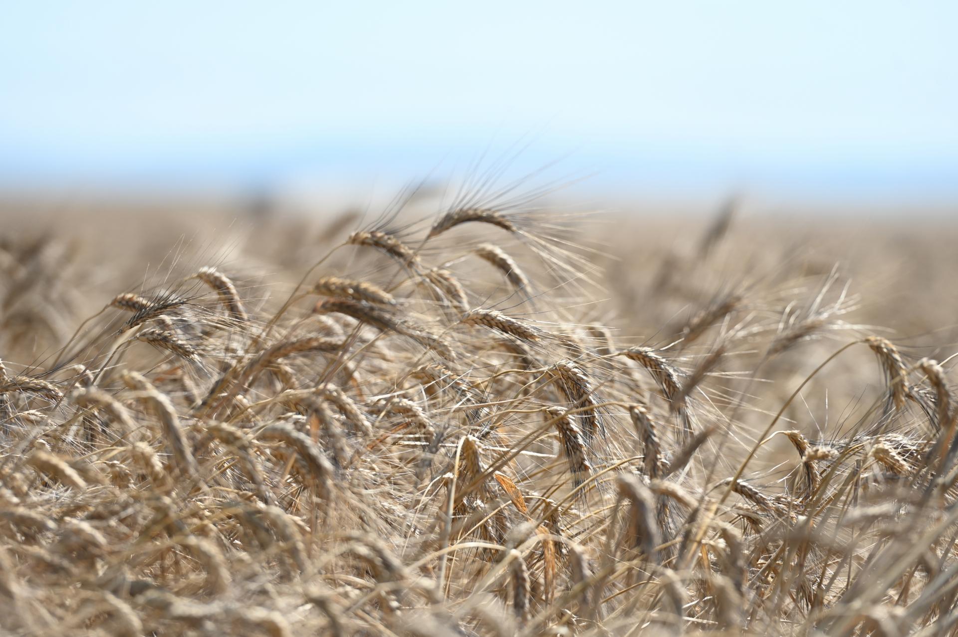 Cena pšenice kvôli útokom na ukrajinské prístavy vzrástla na päťmesačné maximum, panujú obavy o dodávky
