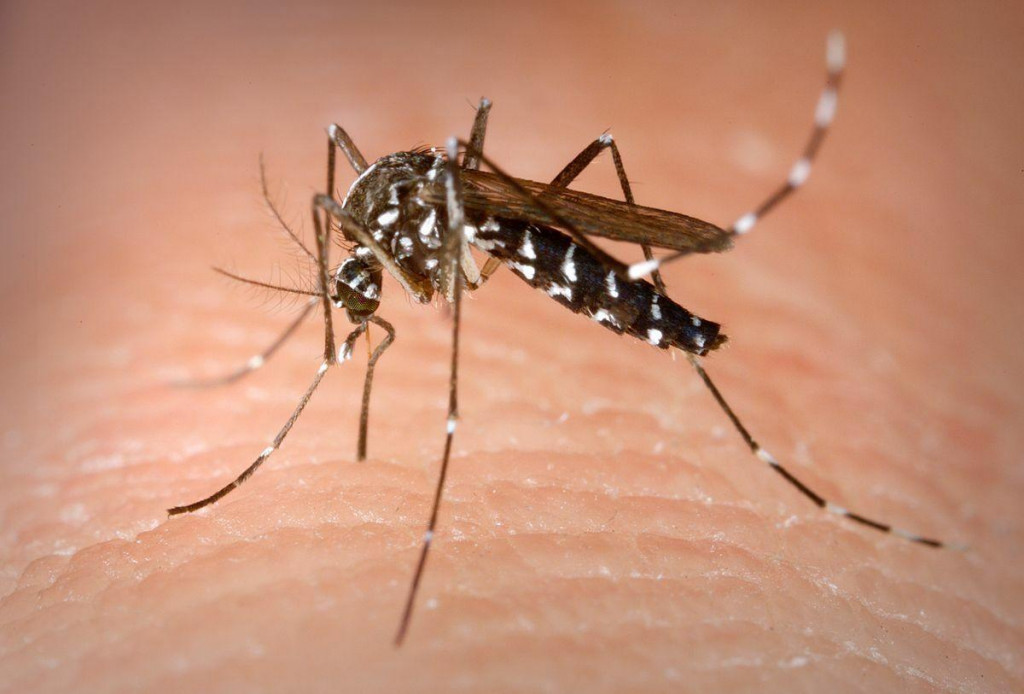 Komár tigrovaný. FOTO: Wikipedia/james Gathany