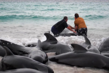 V Austrálii uhynulo vyše 50 veľrýb.
