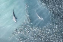Letecké zábery kŕmiacich sa žralokov zachytené dronom Američanky Joanny Steidlovej. FOTO: Joanna Steidle